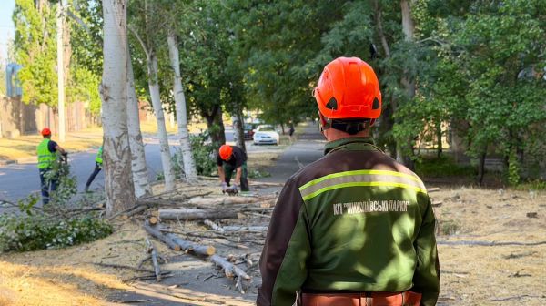 Сегодня в Николаеве на Центральном проспекте будут пилить старые деревья – кто разрешил