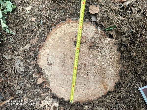 Под Первомайском браконьеры пустили на дрова вековые дубы