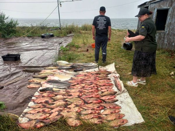 На Волошской косе в Николаевской области в браконьерские сети попал исчезающий вид осетровых