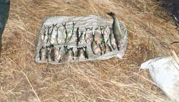 На Николаевщине за 33 пойманные рыбы в Березанском лимане браконьеру насчитали 60 тысяч гривен убытка