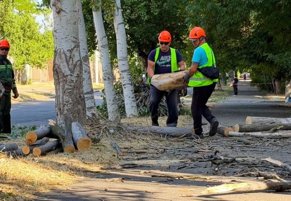 В Николаеве будут пилить деревья в двух парках. Сколько снесут – неизвестно