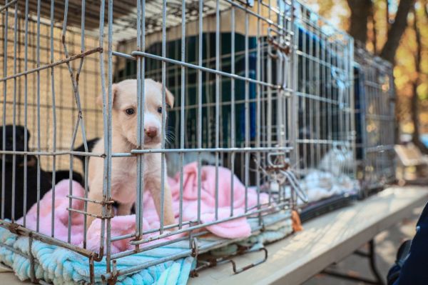 На осенней выставке в Николаеве 13 бездомных кошек и собак нашли хозяев