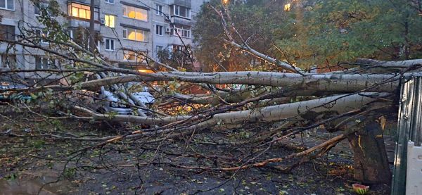 В Николаеве после ливня деревья упали на автомобили во дворе и оборвали линию электропередач (фото)