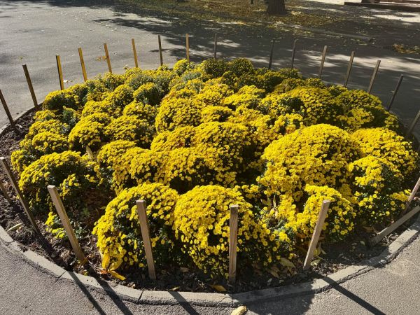 В центре Николаева на месте стихийной парковки расцвела яркая клумба